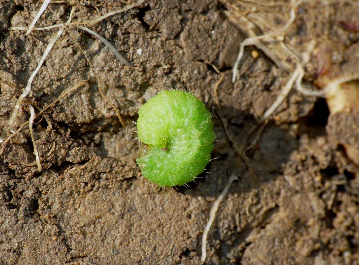 Larvetta verde (Curculionidae?)